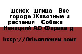 щенок  шпица - Все города Животные и растения » Собаки   . Ненецкий АО,Фариха д.